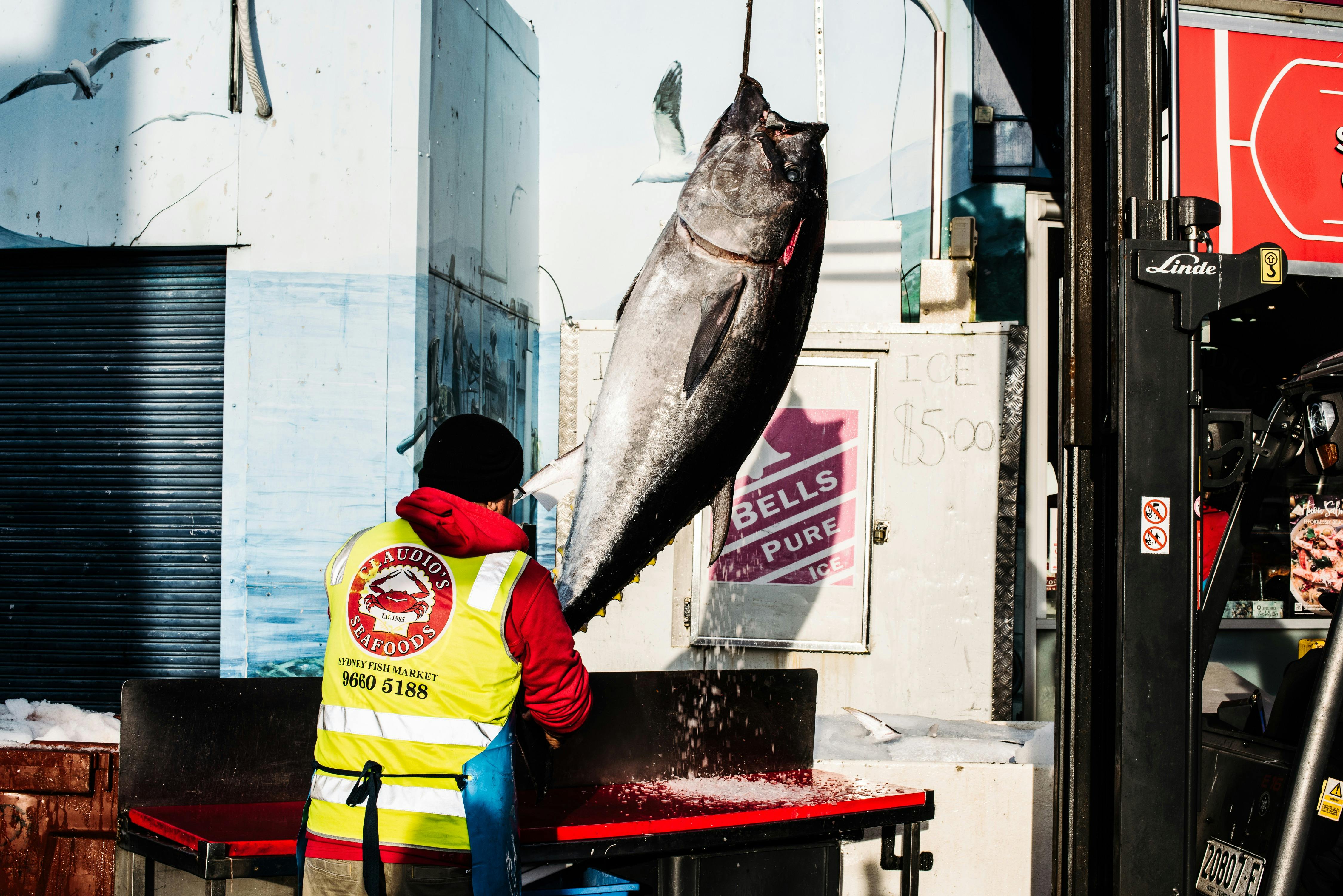 Southern Bluefin Tuna hanging from forklift