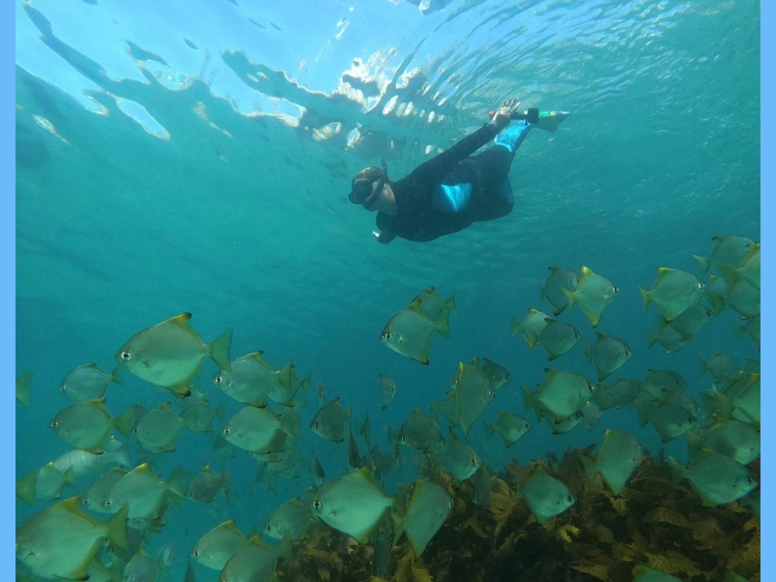 School of silver fish