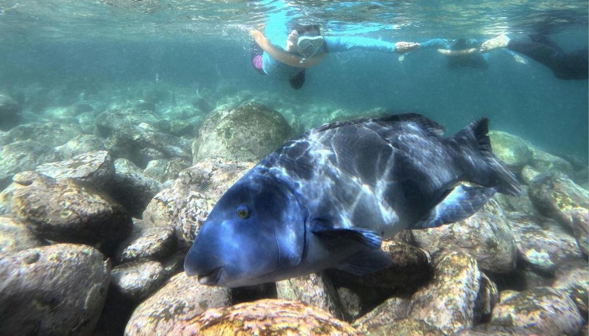 Large blue Groper