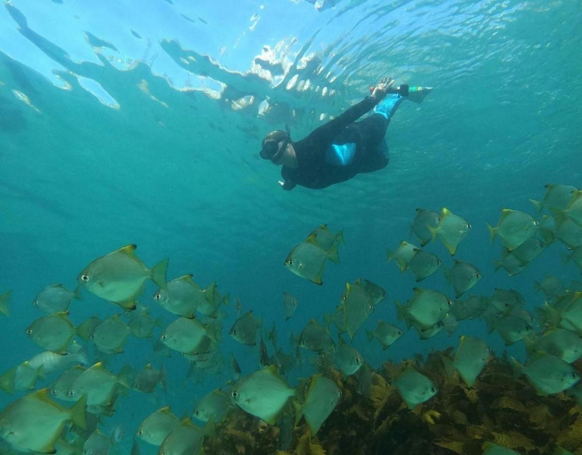 School of silver fish