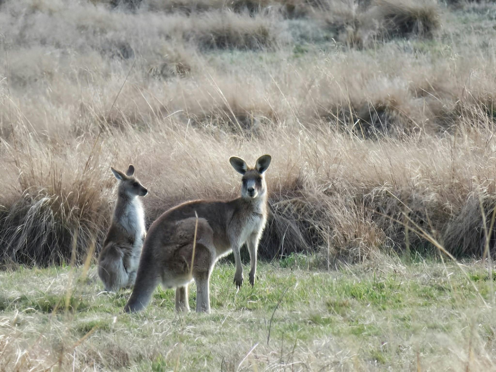 Kangaroos in the wild