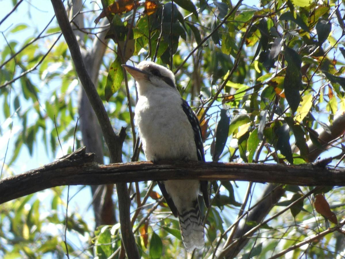Kookaburra
