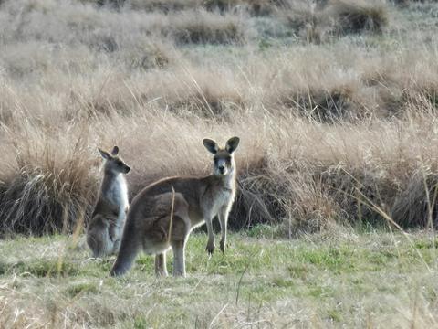 Kangaroos in the wild