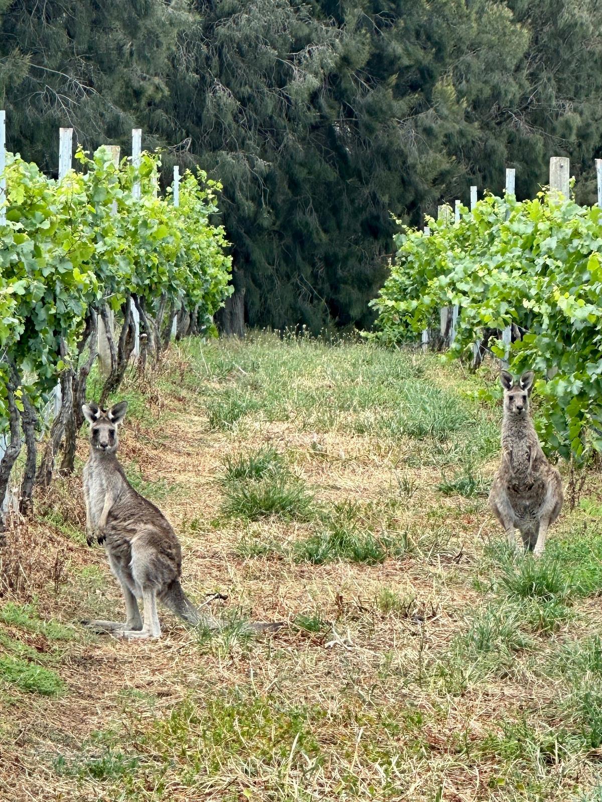 Hunter Valley Wine Escape for Two