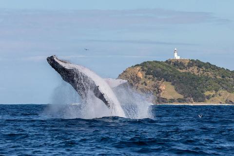 Whale Watching Byron Bay