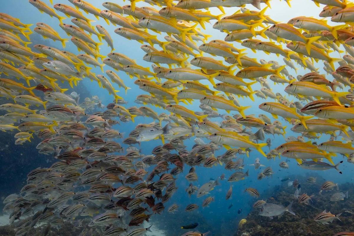 Snorkelling Byron Bay
