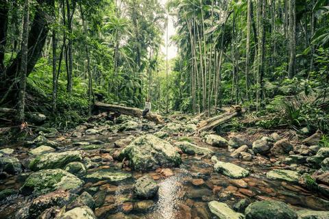 Rainforest Tour Byron Bay