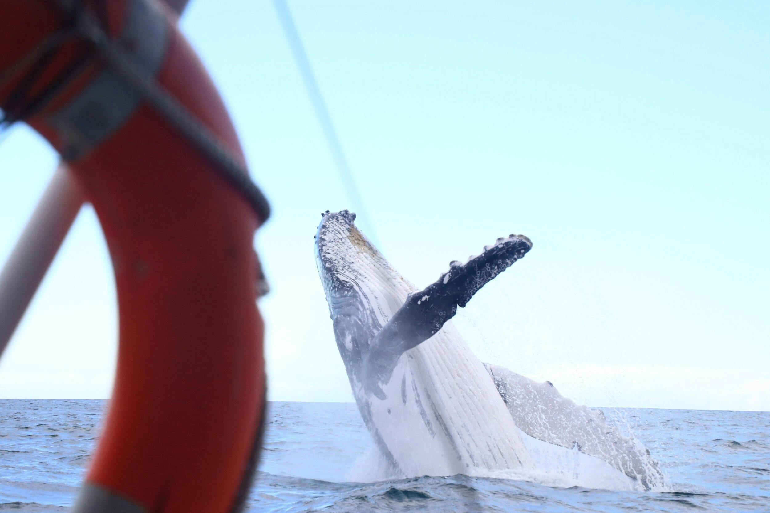 Breaching Humpback Whale with boat in foreground