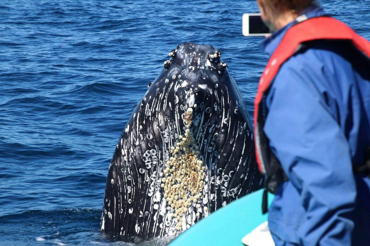 Whale Watching Byron Bay