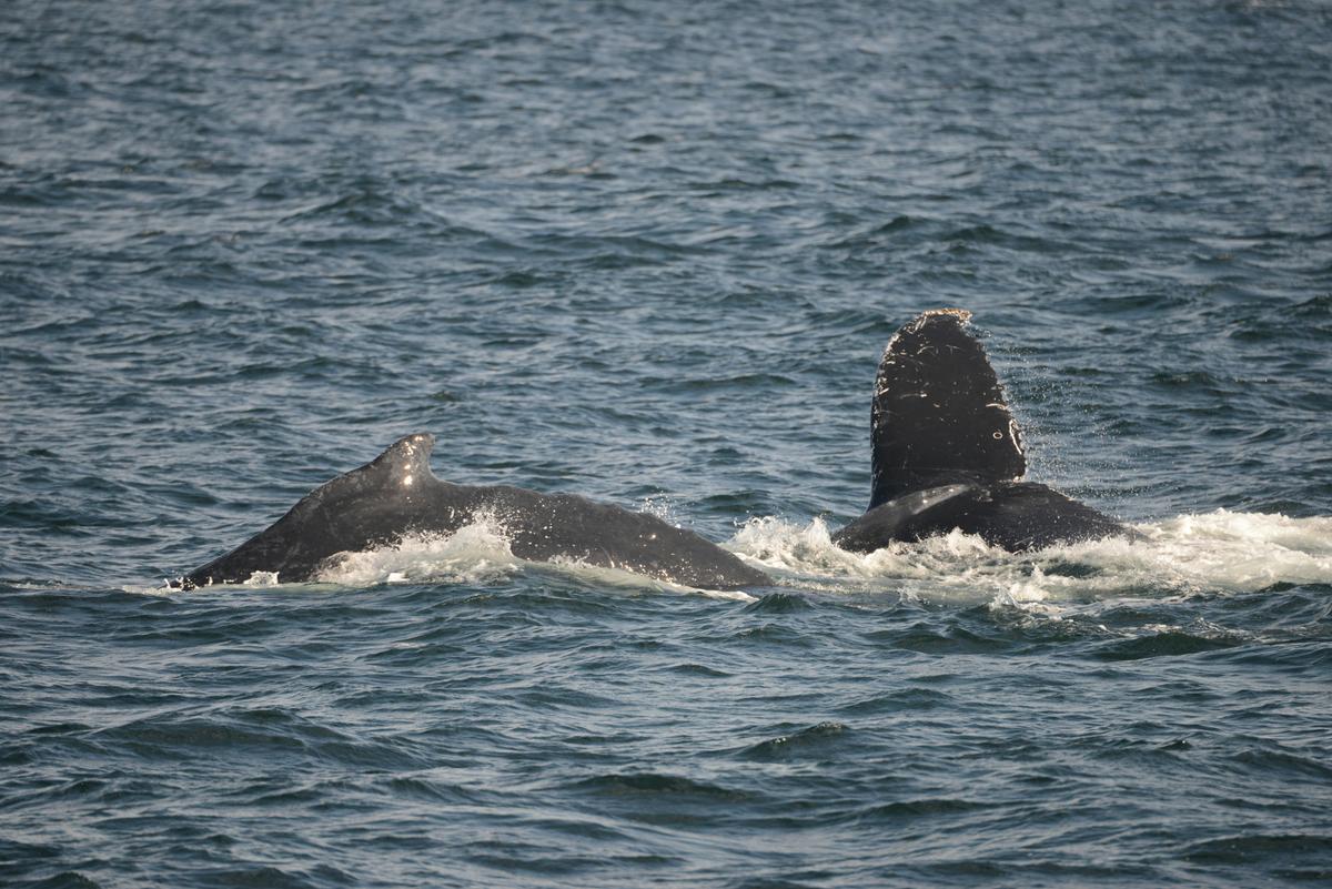 Humpback Whales