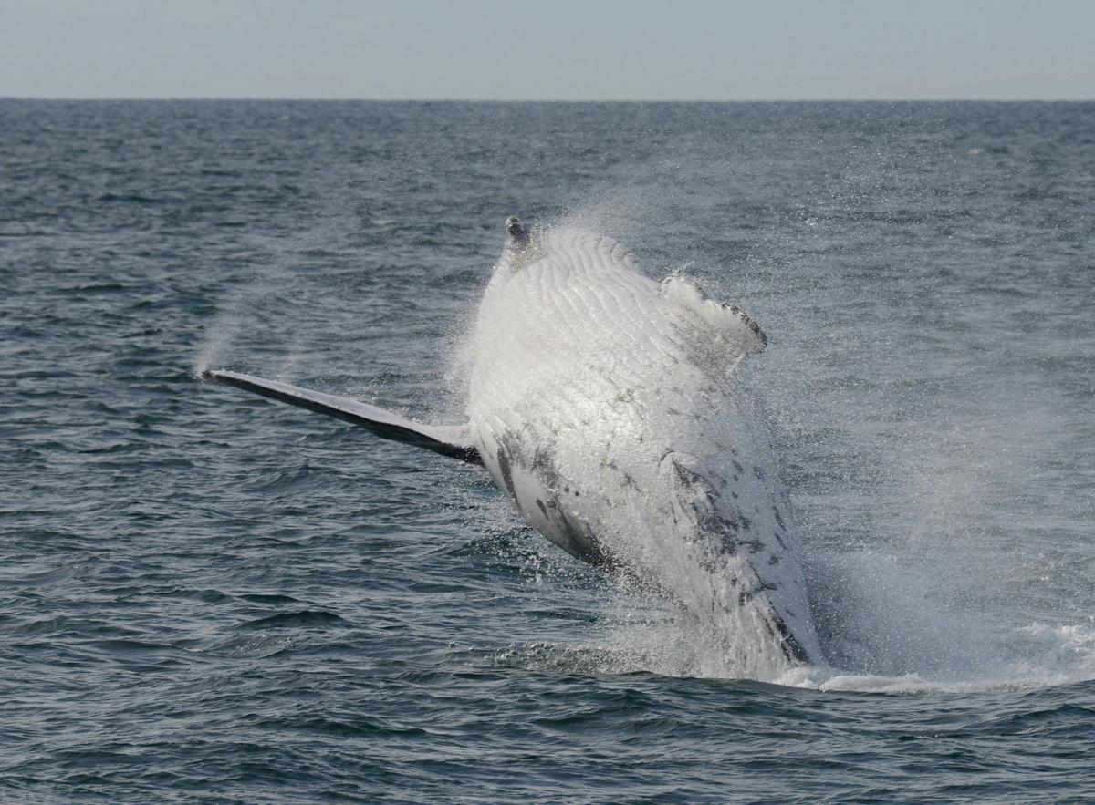 Whale Breaching