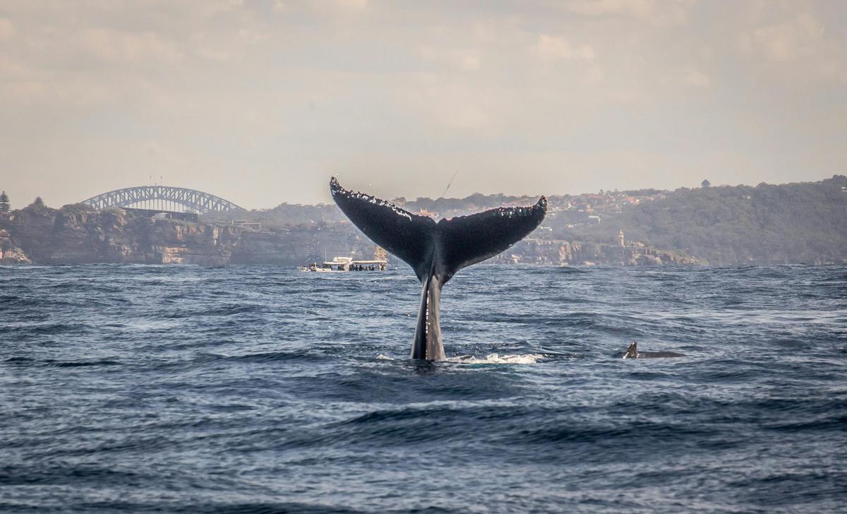 Sydney Whale Whisperer