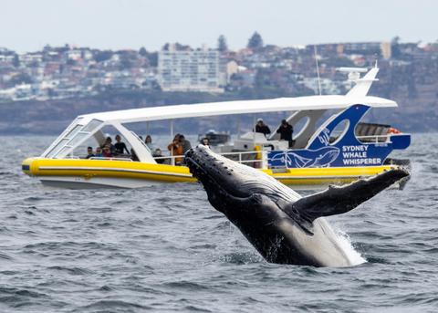 Sydney Whale Whisperer