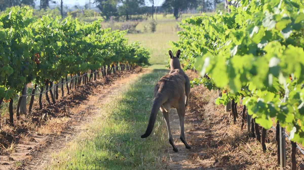 Kangaroo at winery