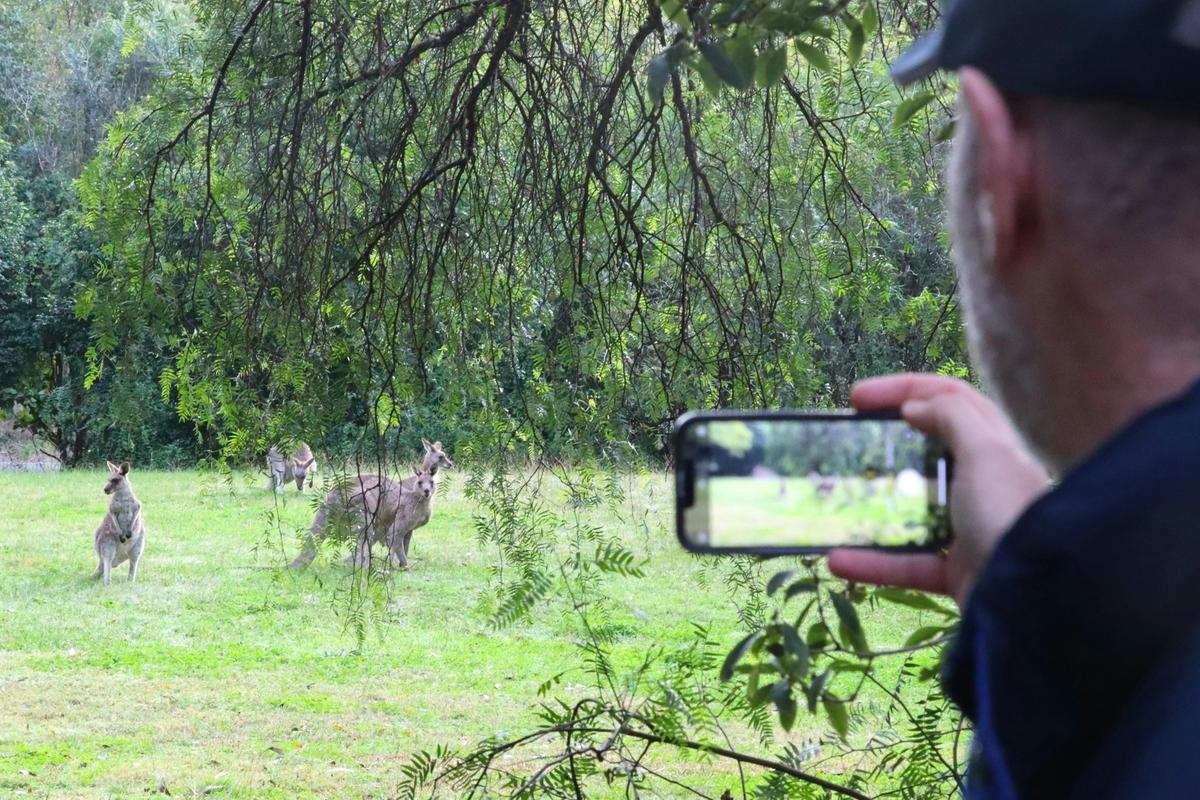 Wild Kangaroos grazing