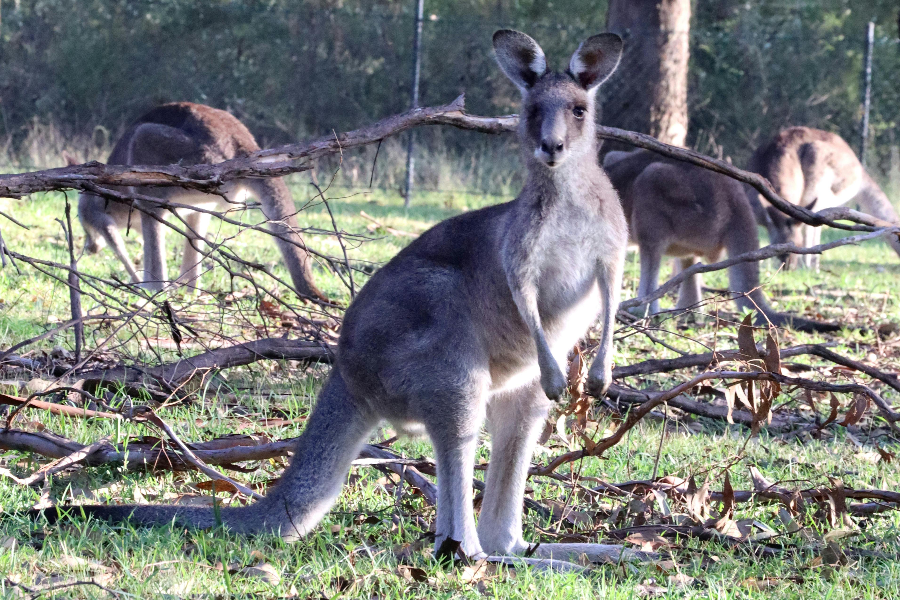 Kangaroos in the wild