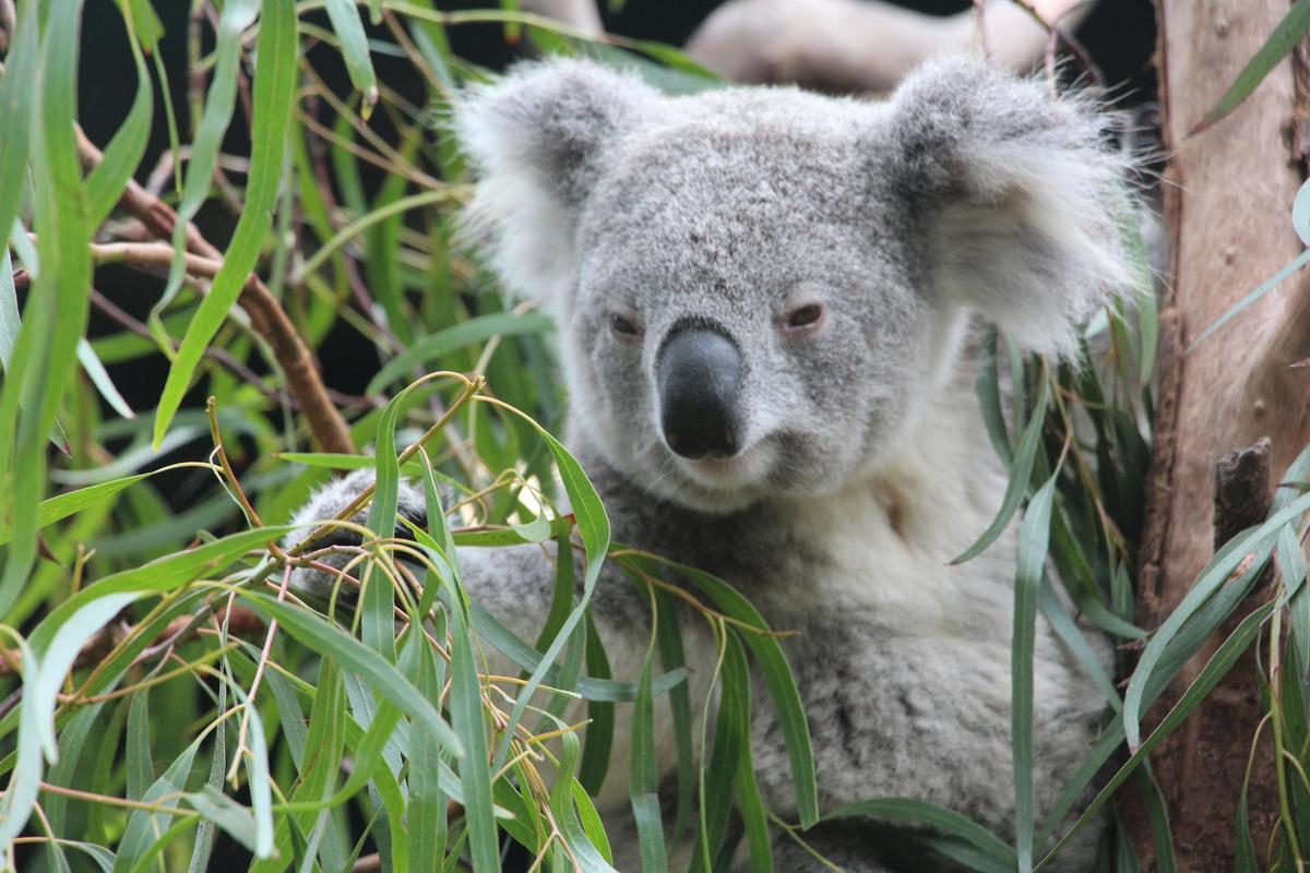Koala with leaves