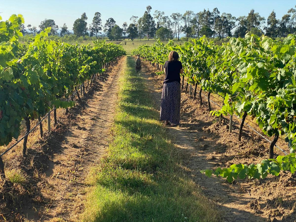 Kangaroo in vineyard