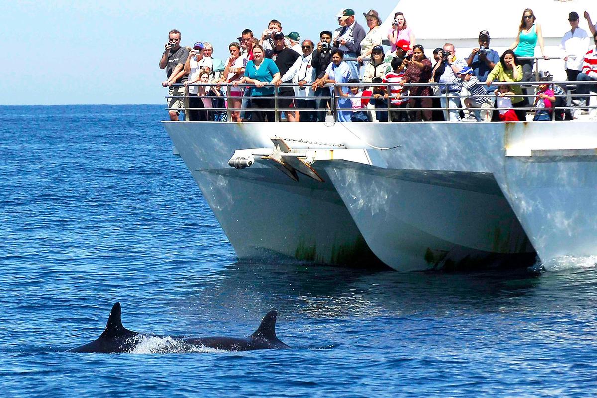 Port Stephens Dolphin cruise