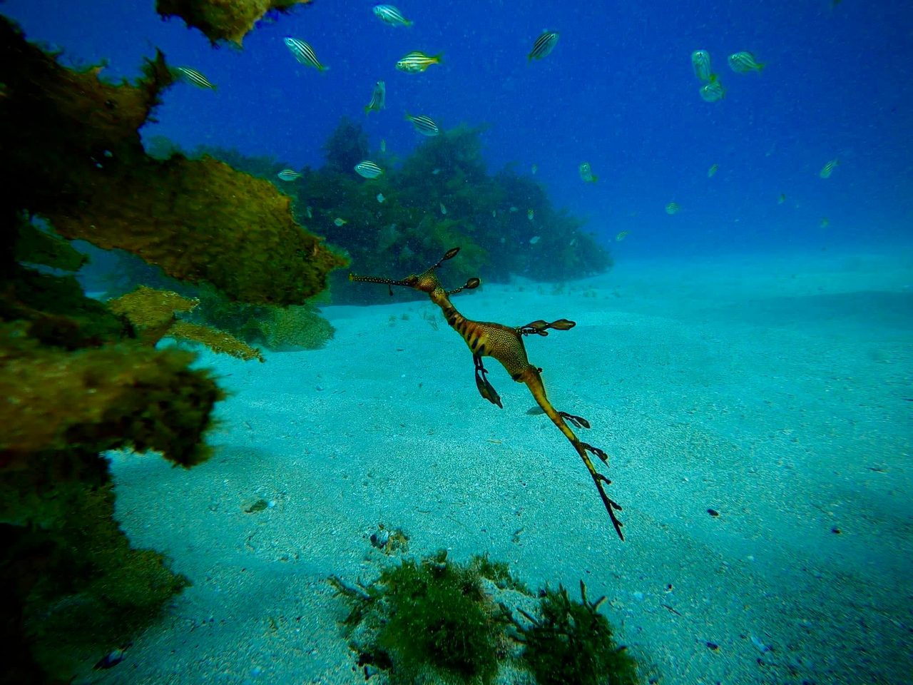 Bucket list diving with Weedy Sea Dragons