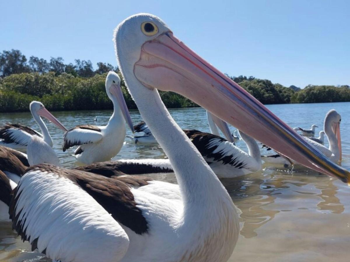Meet our local Pelican gang.