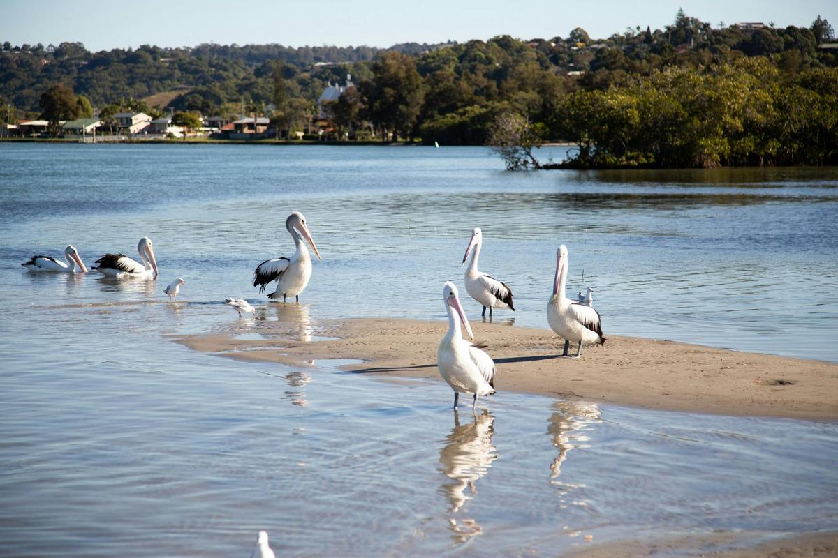 BBQ boat to self discover the Tweed River