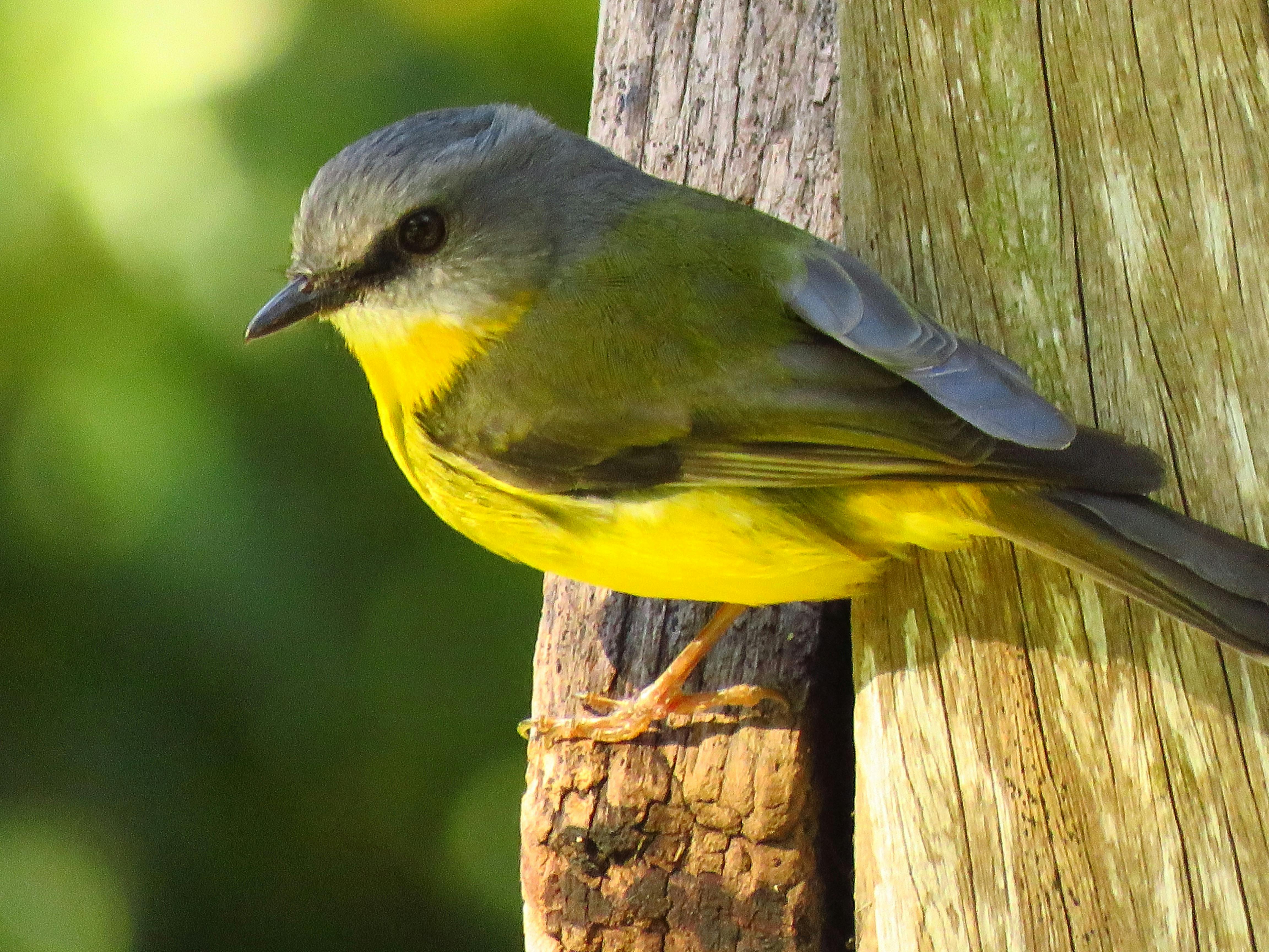 Eastern Yellow Robin