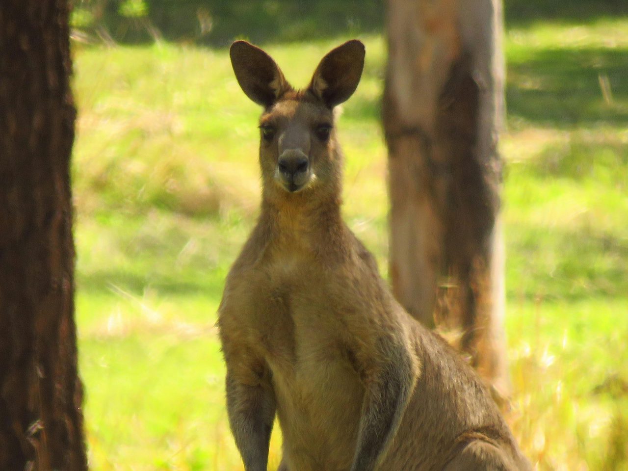Kangaroo Image