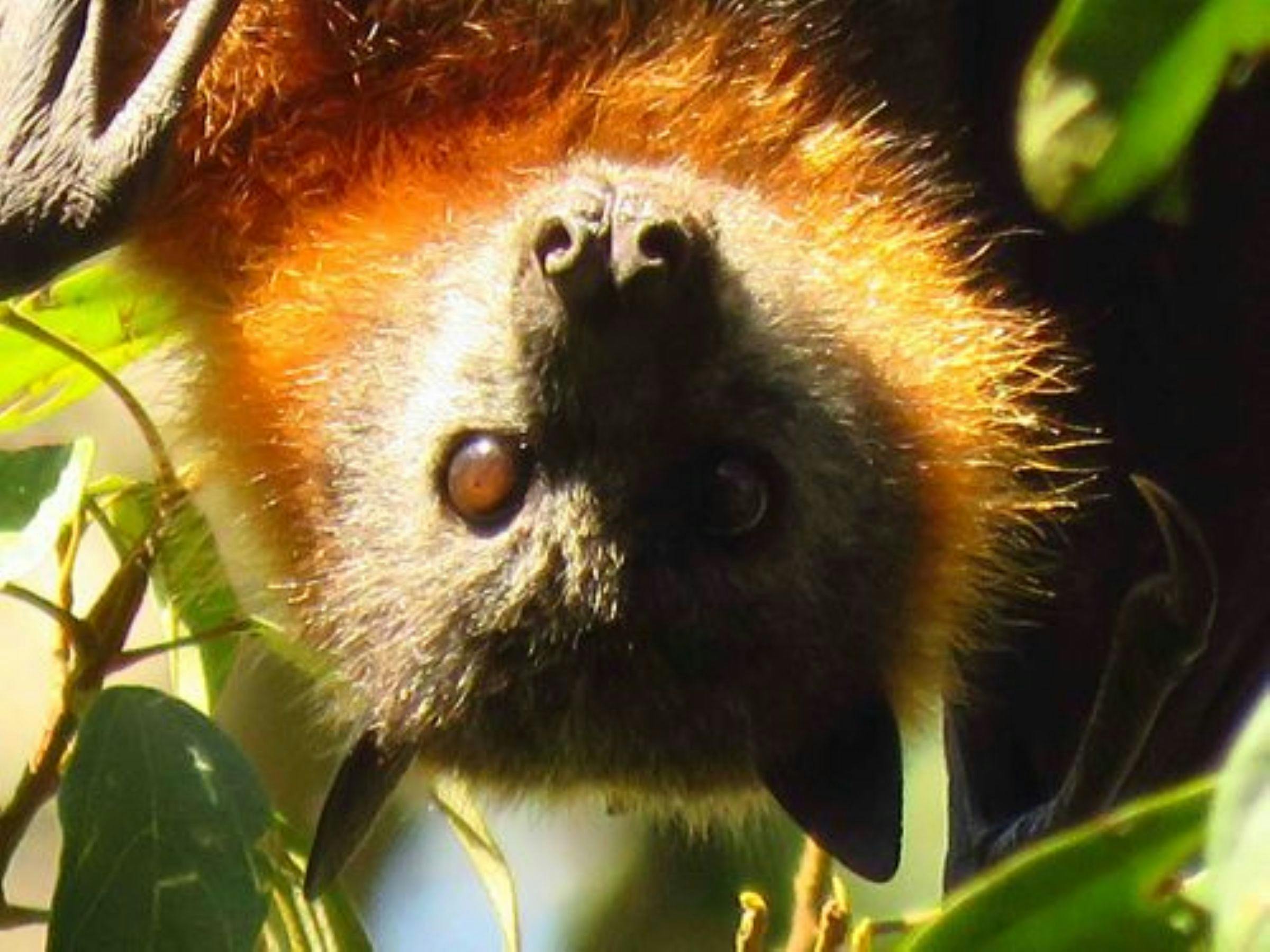 Wildlife Safari Tour