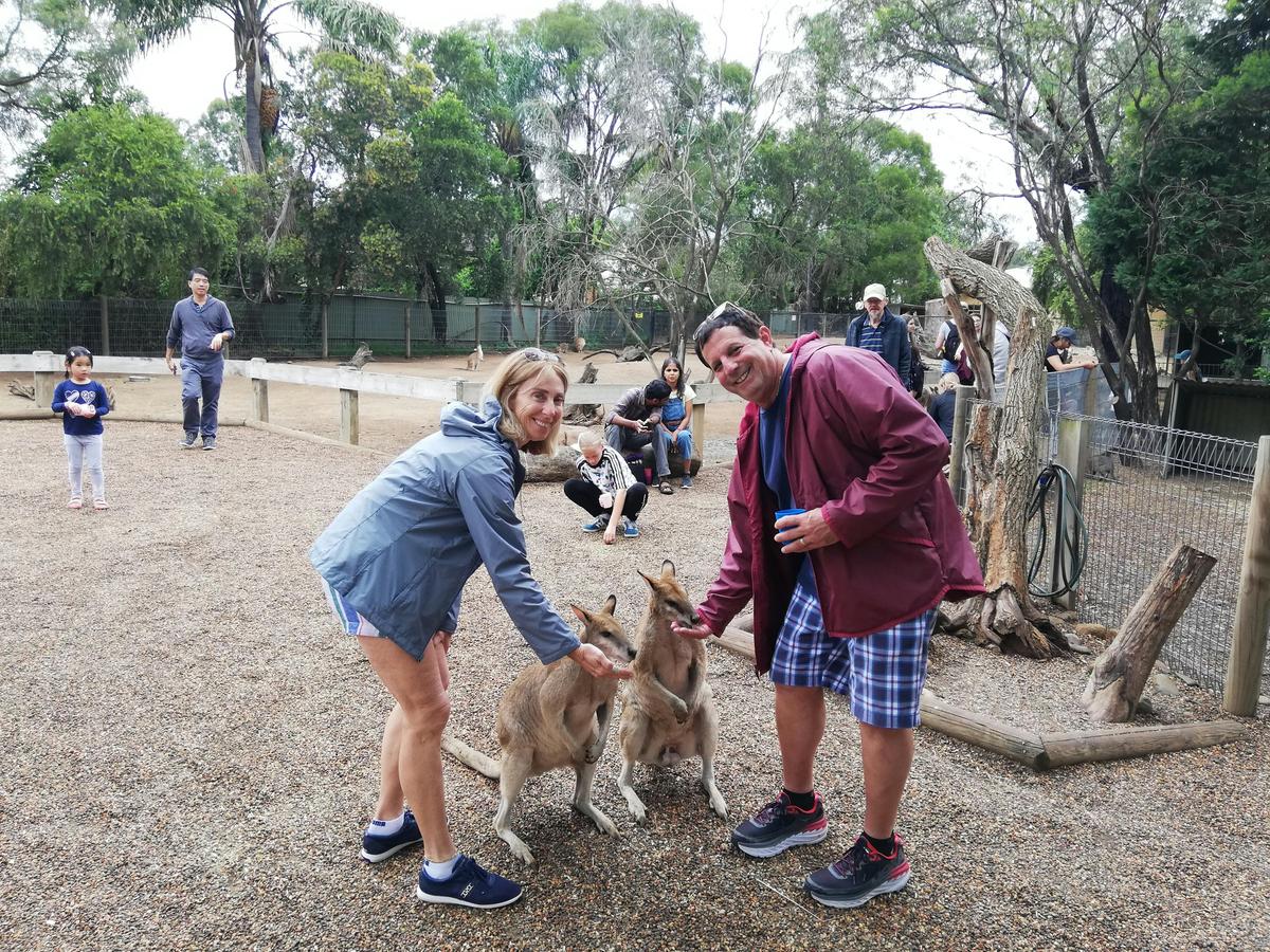 Kangaroo handfeeding