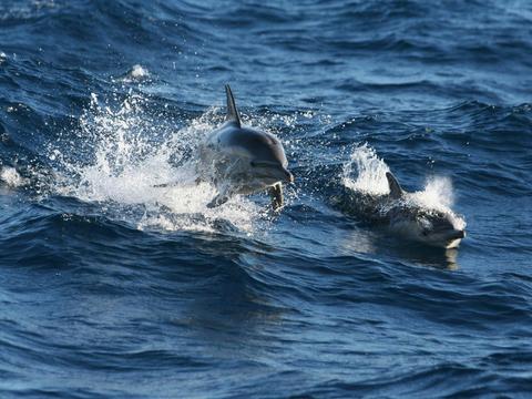 Dolphin watching Sydney Tours