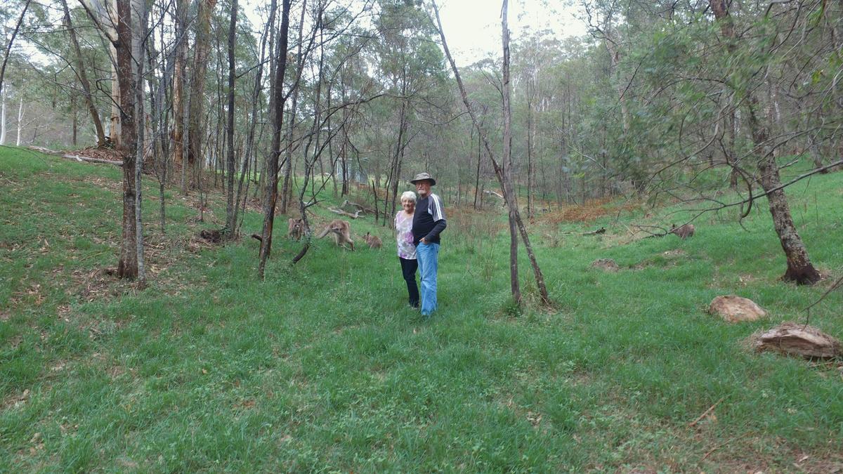 kangaroos at blue mountains national park