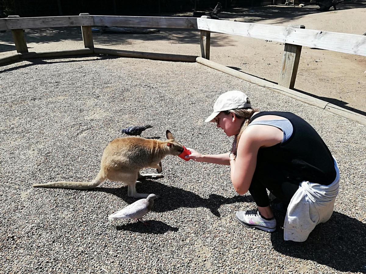 Kangaroo Hand feeding
