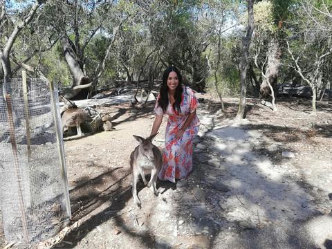 Kangaroo wildlife encounter