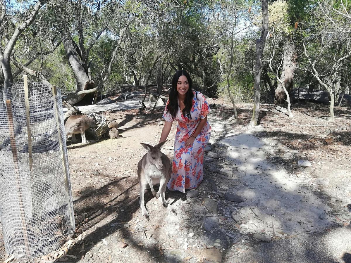 Kangaroo wildlife encounter