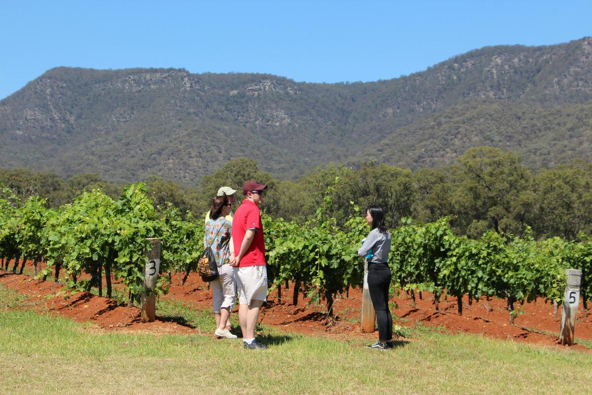 hunter valley vine yard tour