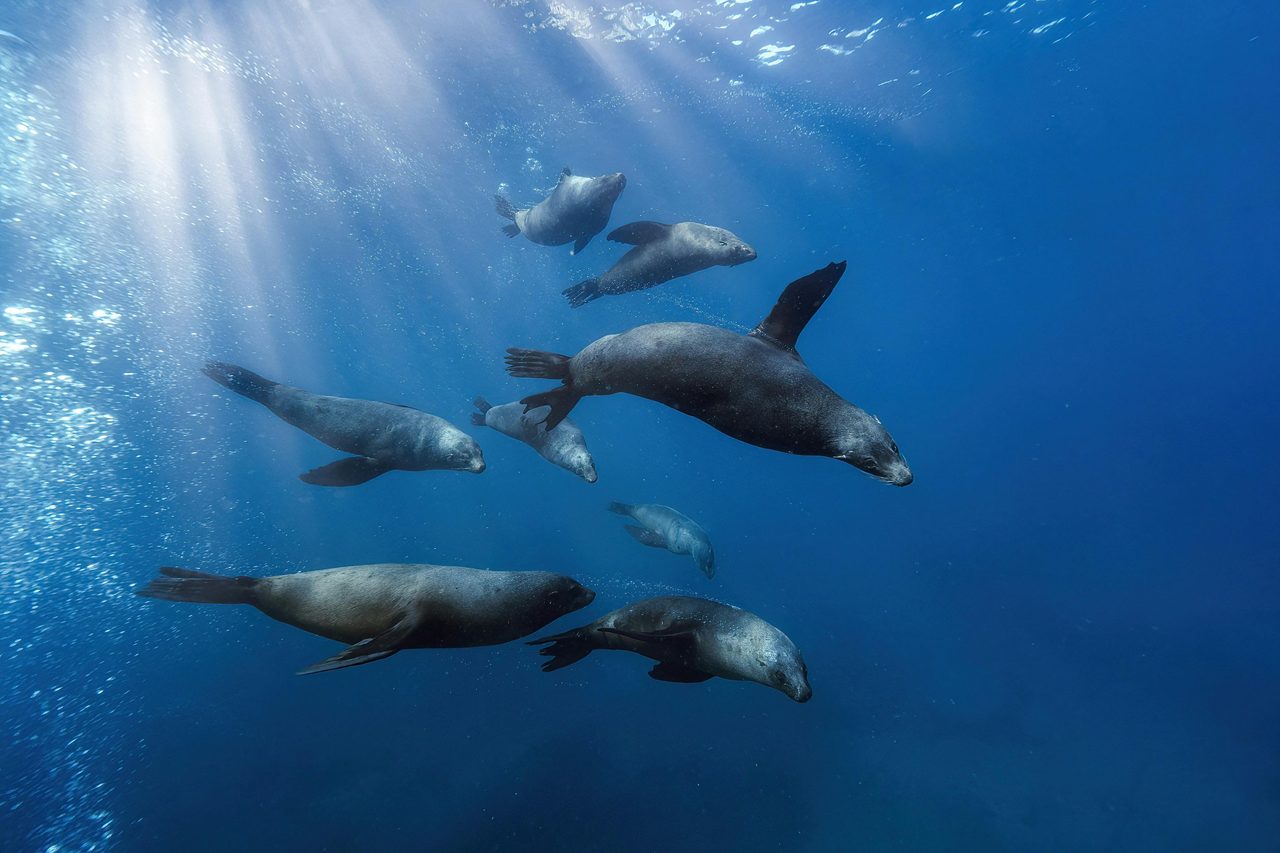 Swim with seals