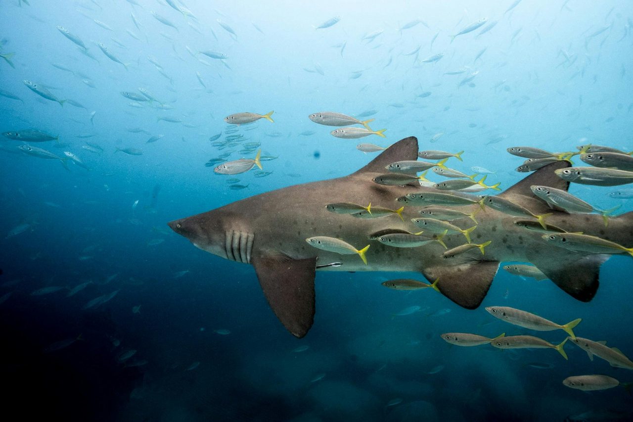 Swim with sharks Jervis bay woebegone