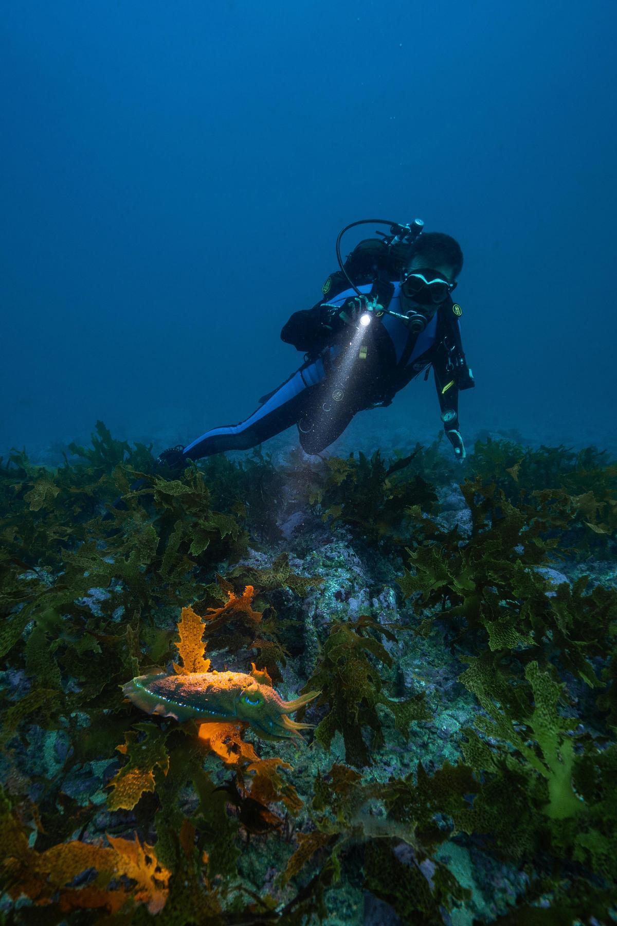 scuba diving with Woebegone in Jervis Bay - cuttlefish