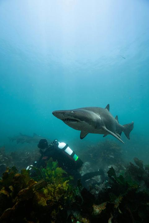 scuba diving double boat dive with Woebegone Jervis Bay with Grey nurse sharks