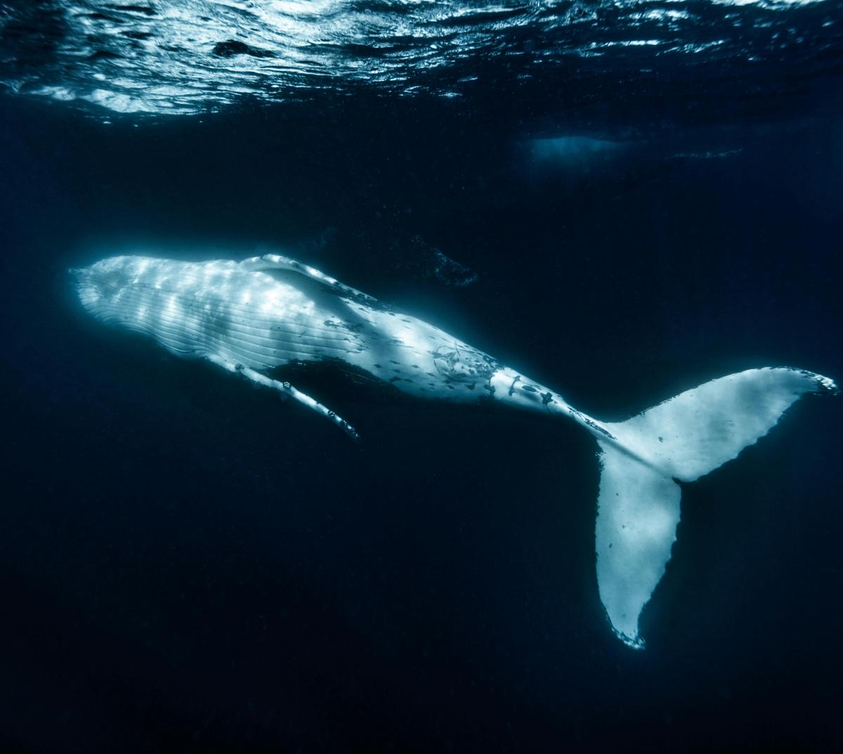 Swim with whales