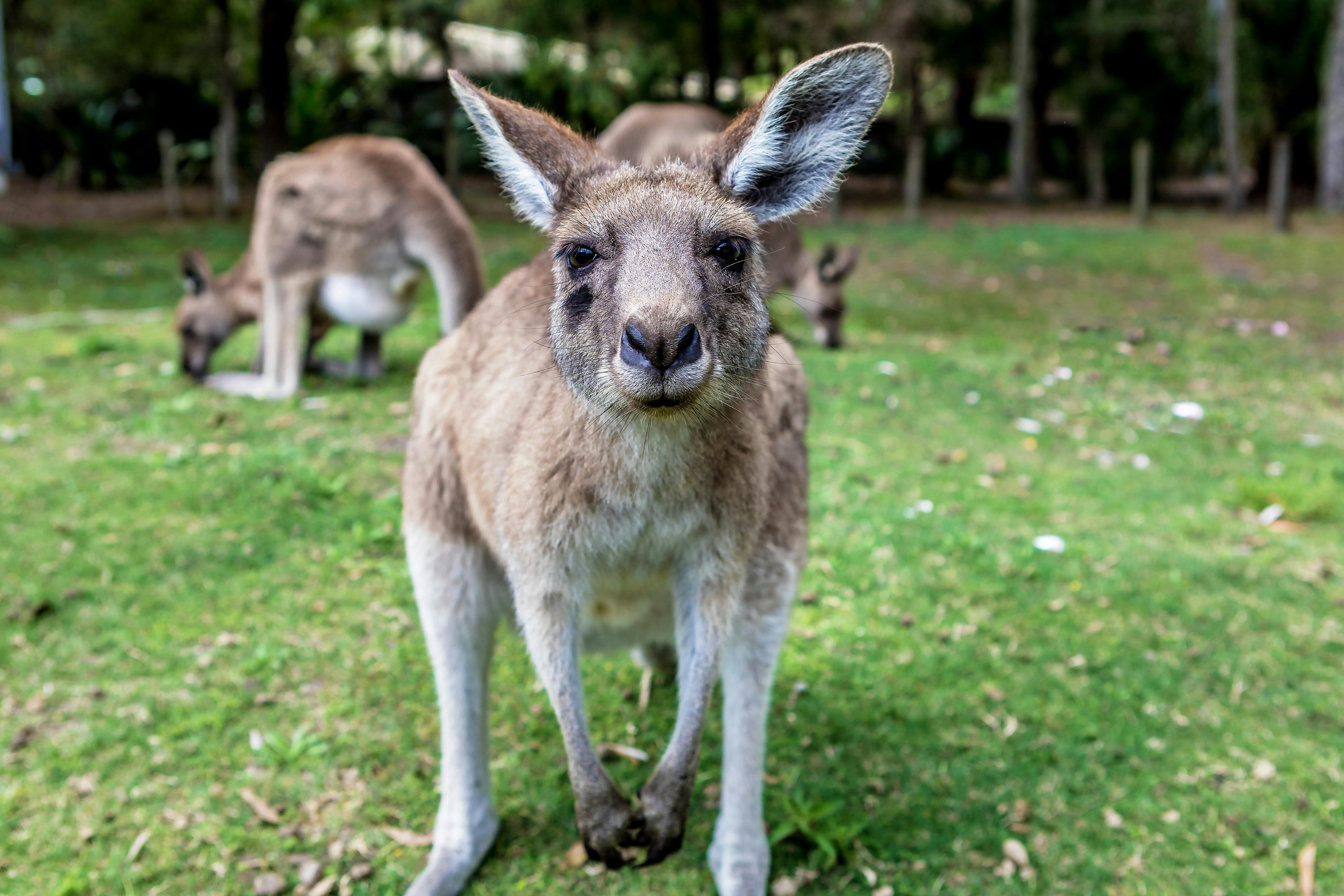 Kangaroos at Cookies beach Picnic area