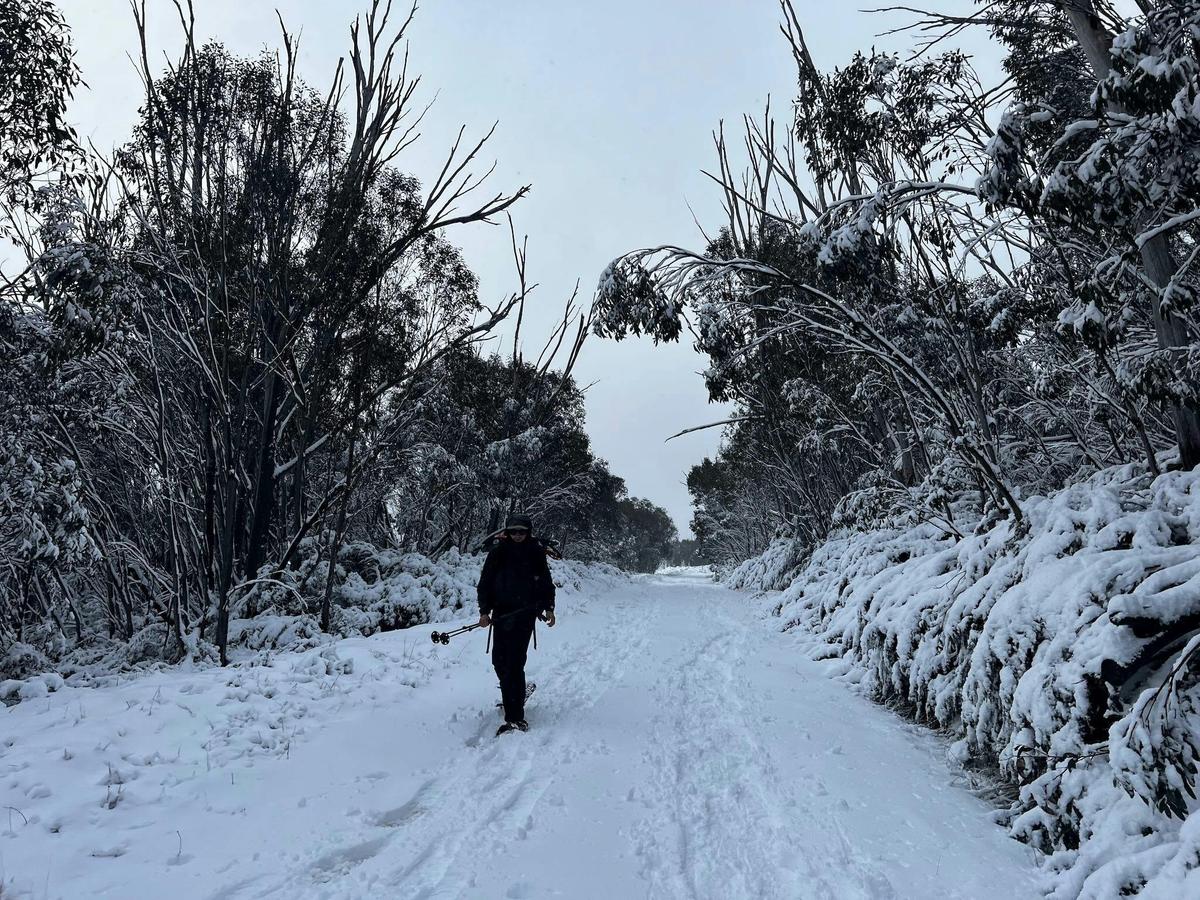 A hiker on snowshoes walking towards you down a gentle slow with trees on either side.