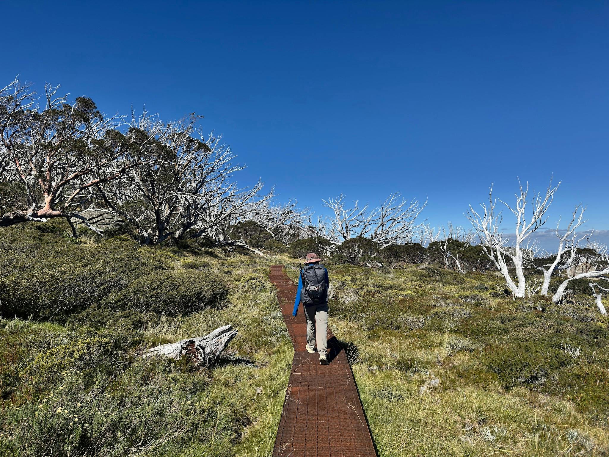 A hiker walking on a metal boardwalk over some green tussock.