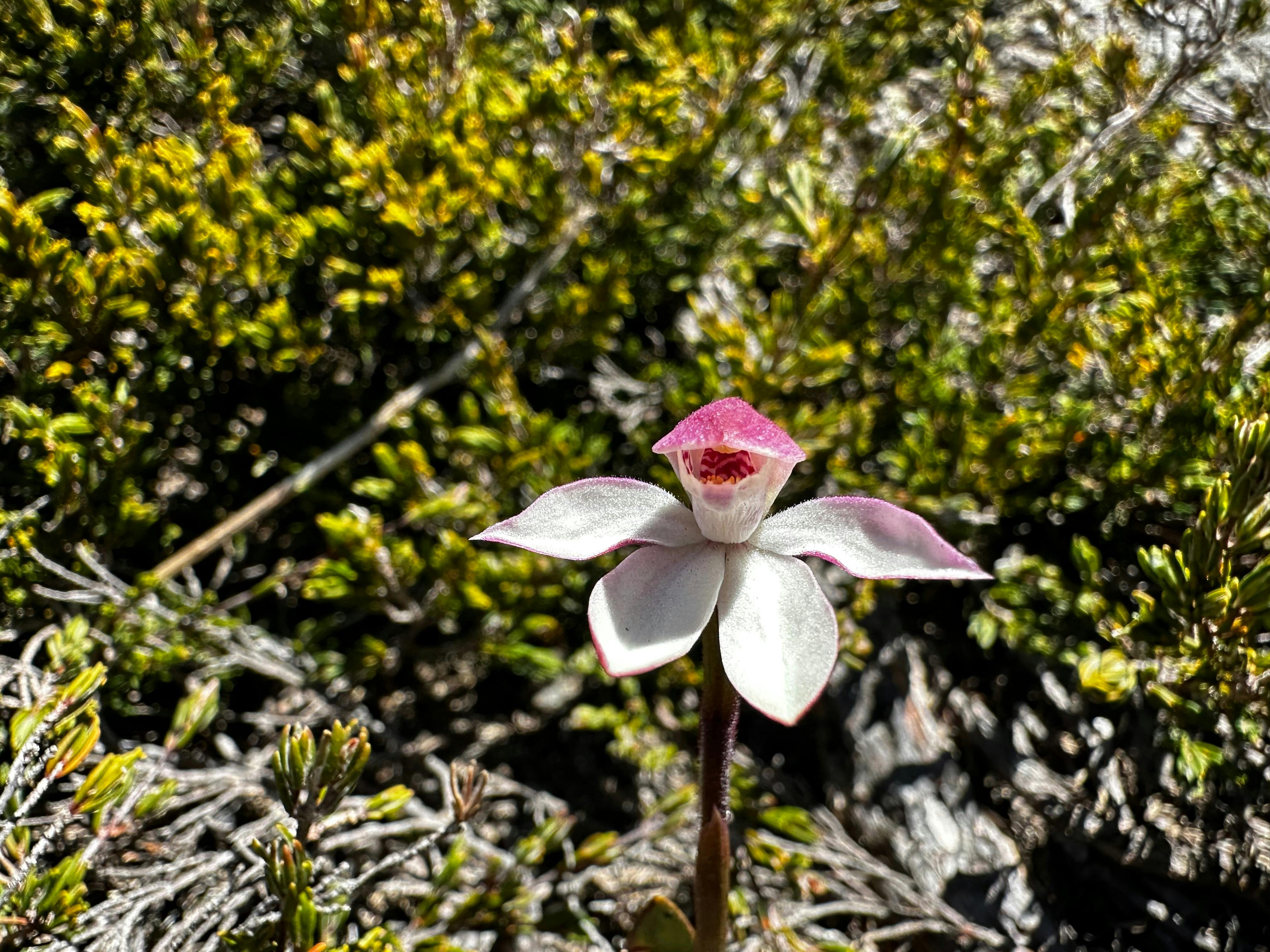 A white and pink flower surrounded by scrub.