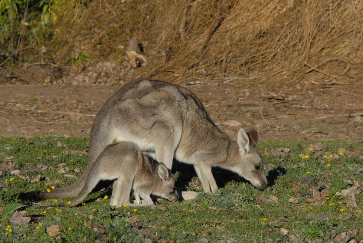 Kangaroo with joey
