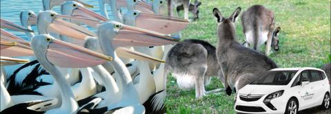 pelicans and kangaroos