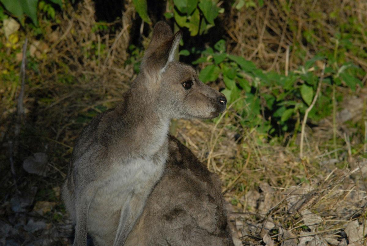 kangaroos in the wild