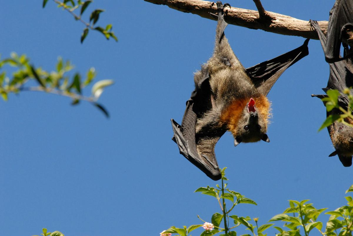 Fruit bat