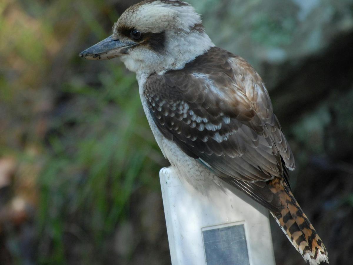 Kookaburra